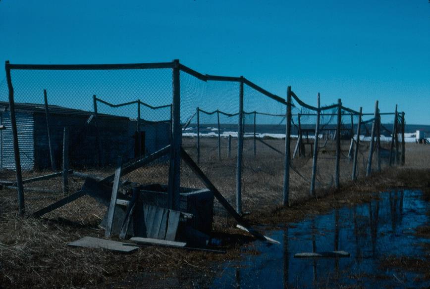 Dog kennels at Pauline Cove (Herschel Island). Taken during the Herschel Island and Yukon North Slope Inuvialuit Oral History Project for the Inuvialuit Social Development Program.