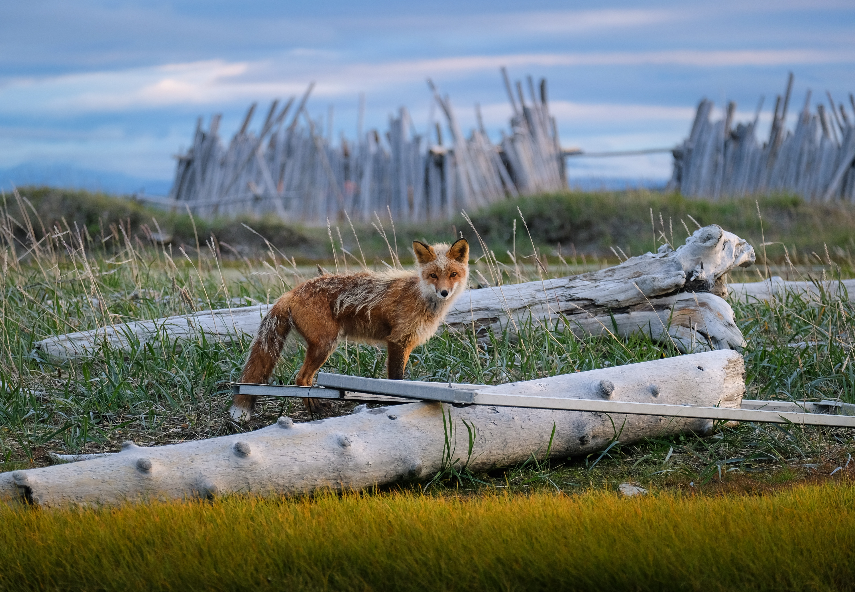 Ecological resources on the island, a fox standing in front of the camping shelters. Photo source: Sandra Angers-Blondin, https://www.vanishingislandphoto.comhttps://www.instagram.com/sandra.angers.b/