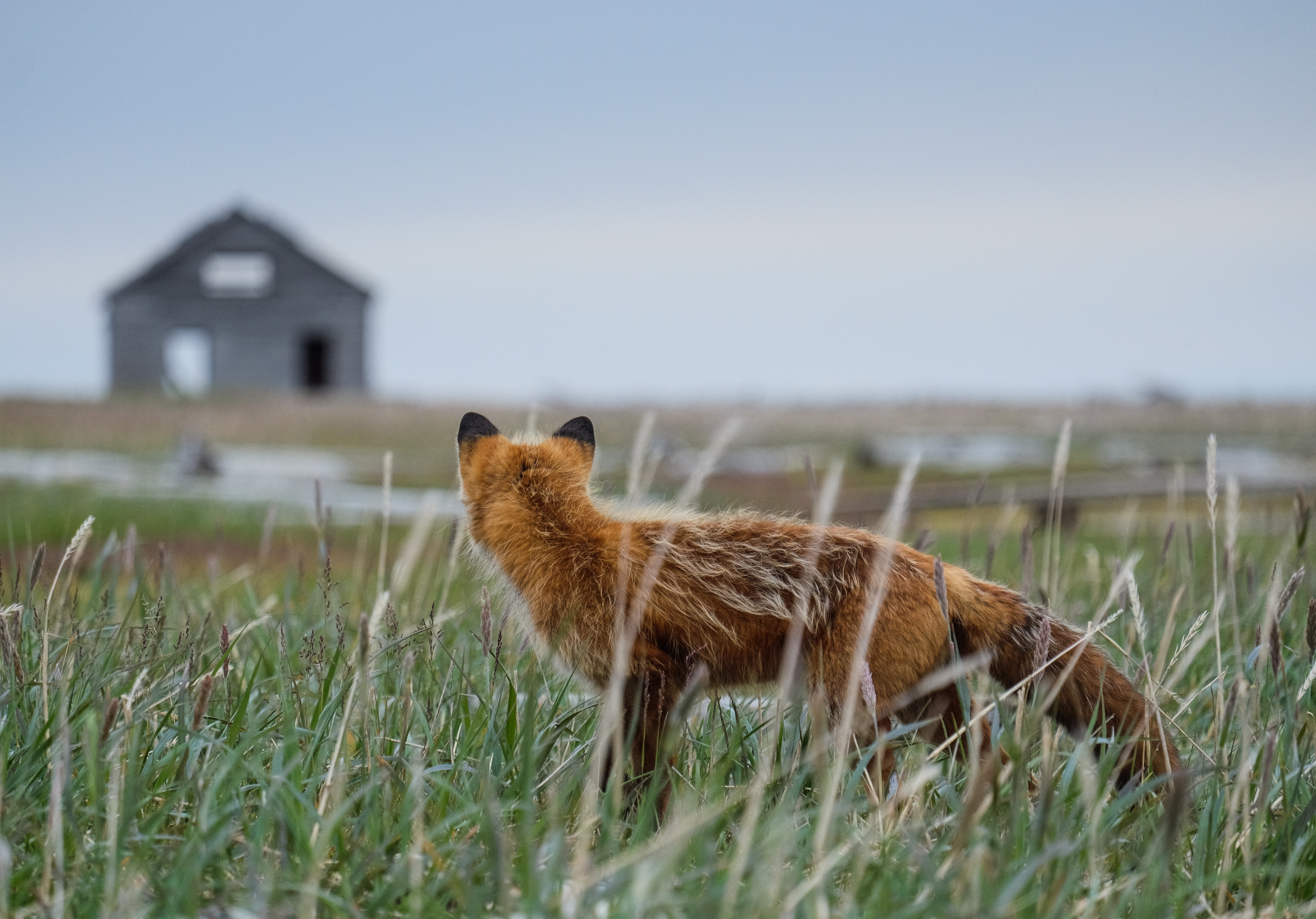 A red fox gazes over at the abandoned mission house on Qikiqtaruk-Herschel Island (Yukon, Canada). The Arctic island is not inhabited year-round, but becomes a busy camp in the summer when researchers, tourists, and government officials flock to the century-old whaler settlement for a few months. This fox was a regular visitor and a local celebrity on camp. Photo source: Sandra Angers-Blondin, https://www.vanishingislandphoto.comhttps://www.instagram.com/sandra.angers.b/
